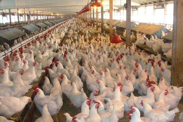 Çinli mindən çox toyuğu qorxudaraq öldürdü